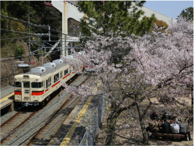 須磨の見どころ・須磨浦公園の桜と山陽電車